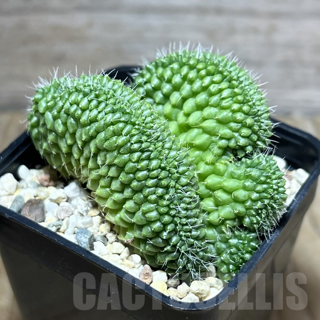 SHPR30197 Mammillaria bucareliensis f. cristata