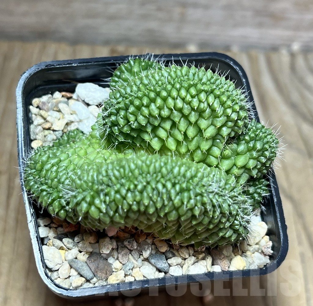 SHPR30197 Mammillaria bucareliensis f. cristata - 画像 (2)