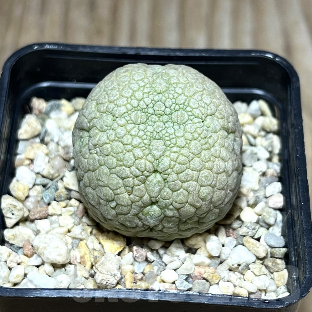 SHPR30198 Pseudolithos migiurtinus