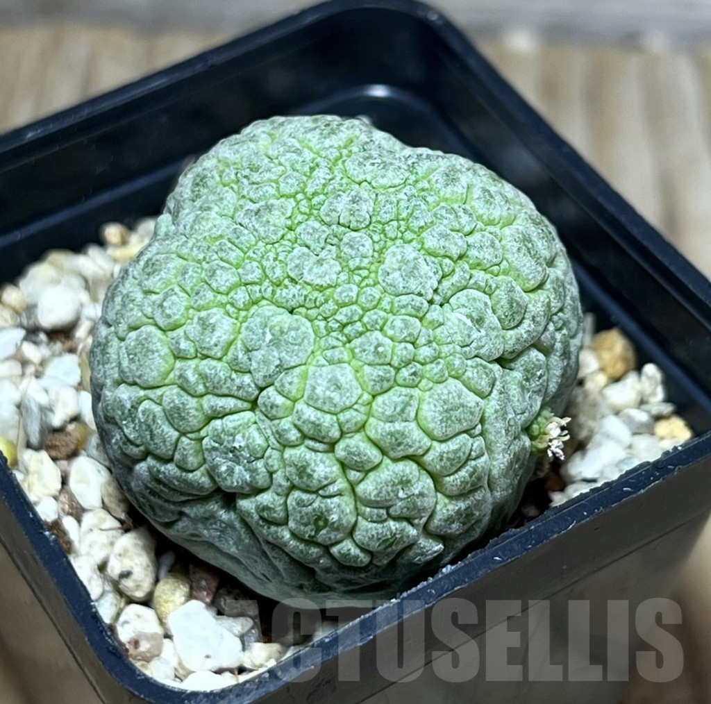 SHPR30199 Pseudolithos migiurtinus