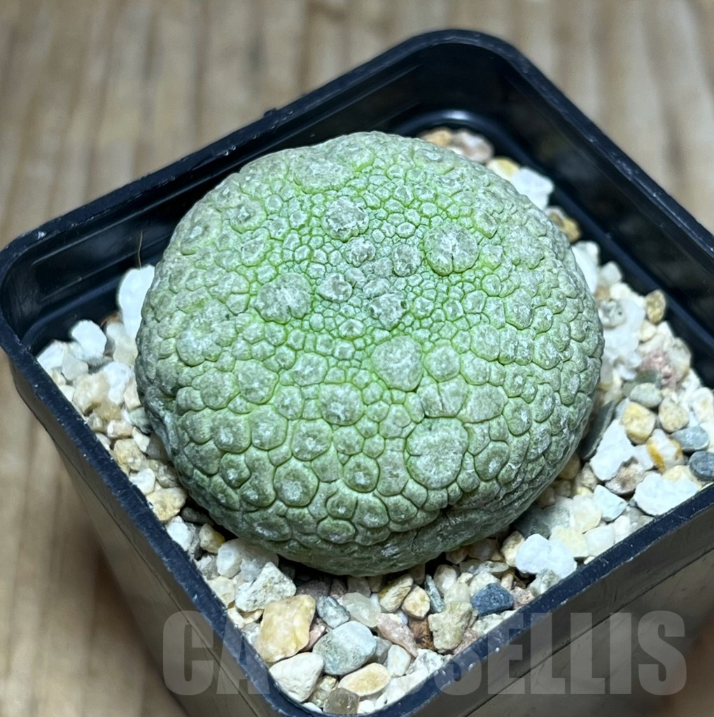 SHPR30200 Pseudolithos migiurtinus