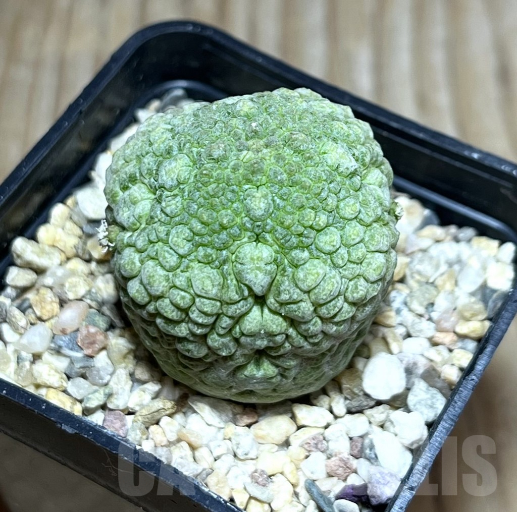 SHPR30201 Pseudolithos migiurtinus