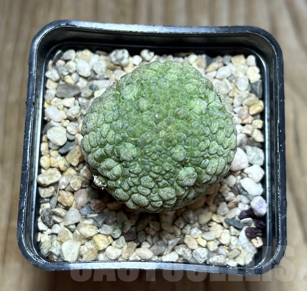 SHPR30201 Pseudolithos migiurtinus - immagine 2