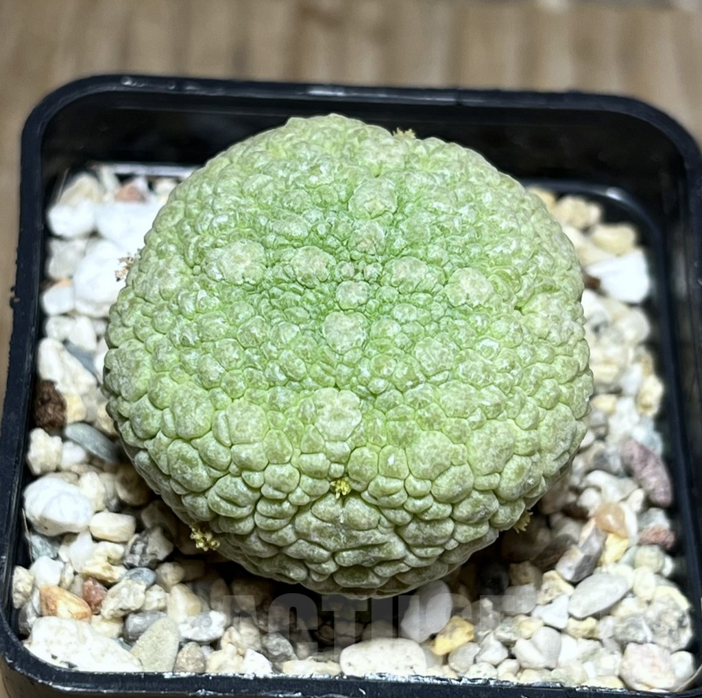 SHPR30202 Pseudolithos migiurtinus