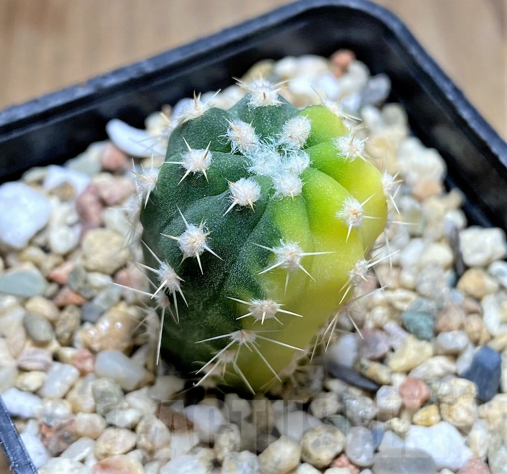 SHPR30835 Echinopsis subdenudata f. variegata - Image 2