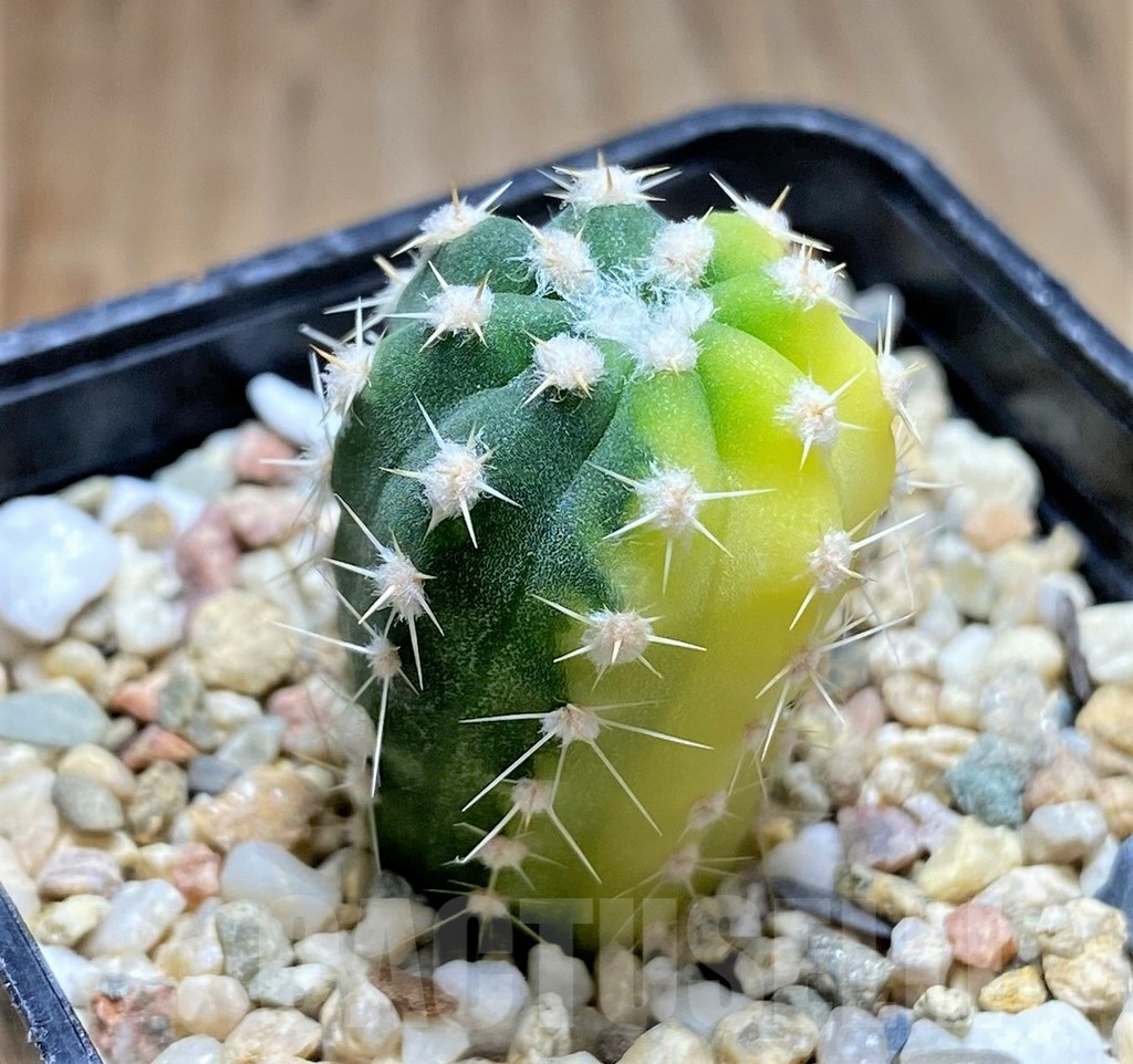 SHPR30835 Echinopsis subdenudata f. variegata