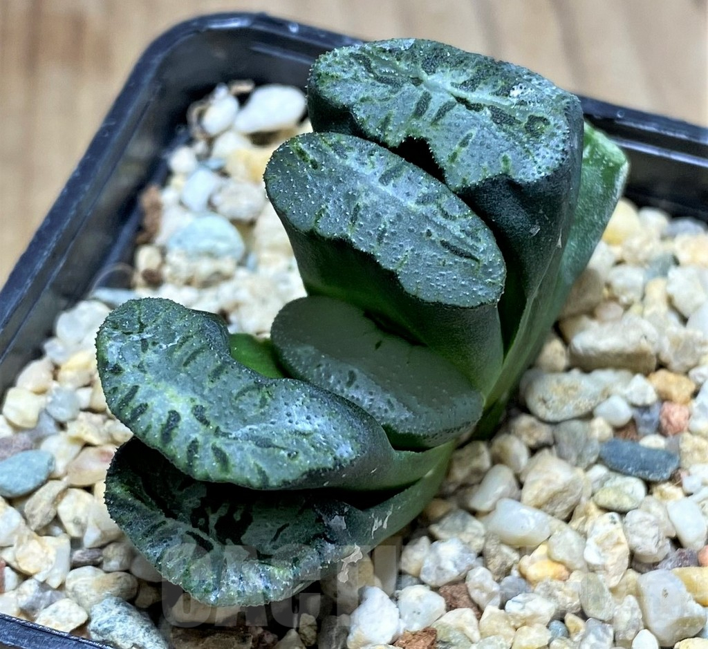 SHPR30842 Haworthia truncata 'Xuanwu Jade Fan'