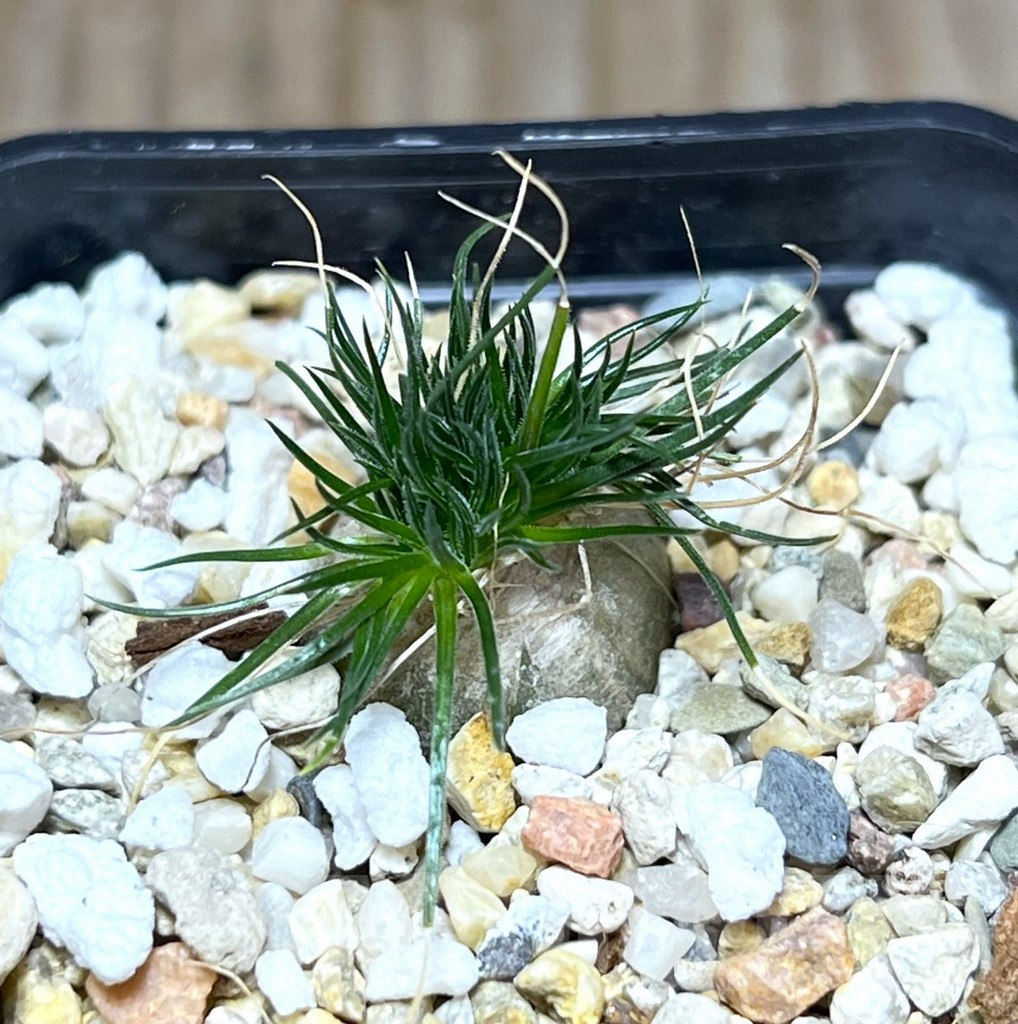 SHPR30268 Ornithogalum sardienii mini form