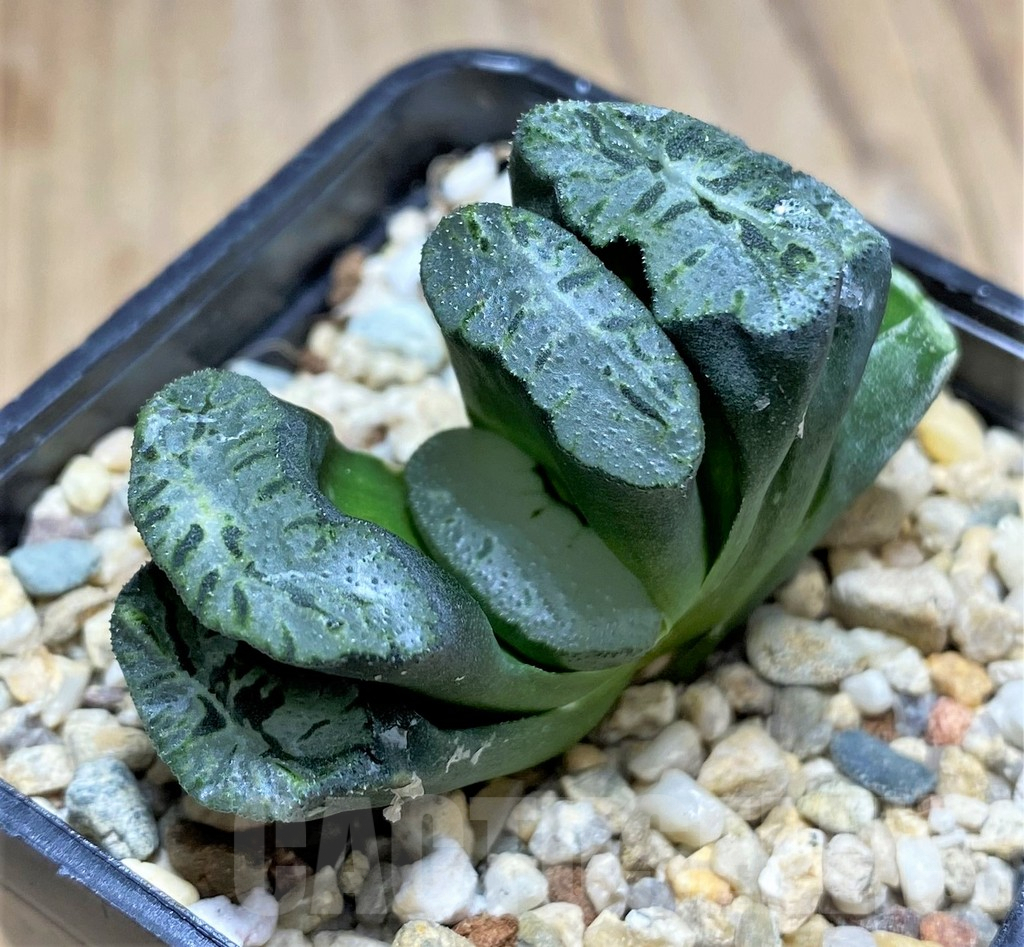 SHPR30842 Haworthia truncata 'Xuanwu Jade Fan' - Image 2
