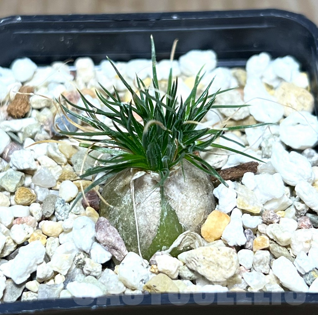 SHPR30268 Ornithogalum sardienii mini form - Image 2