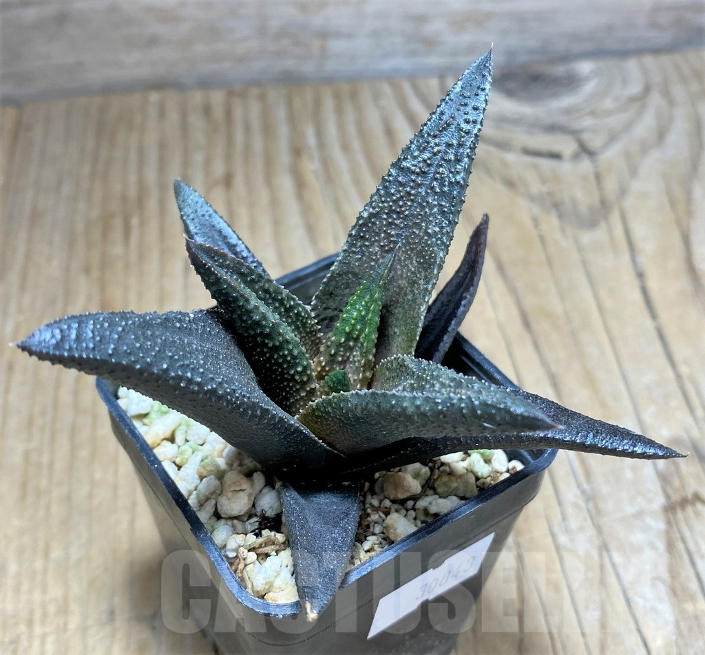 SHPR30843 Haworthia scabra x koelmaniorum - Image 2