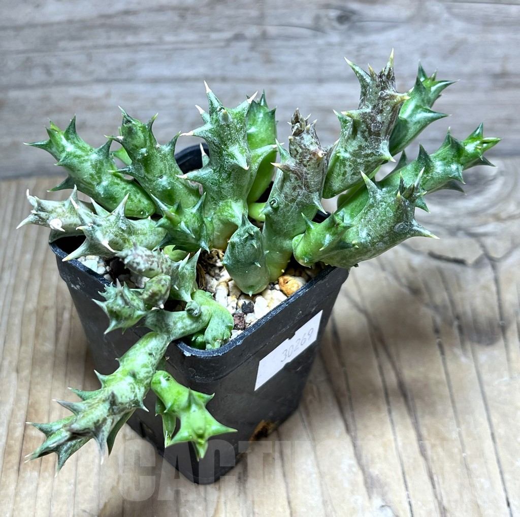 SHPR30269 Orbea dummeri - Image 2