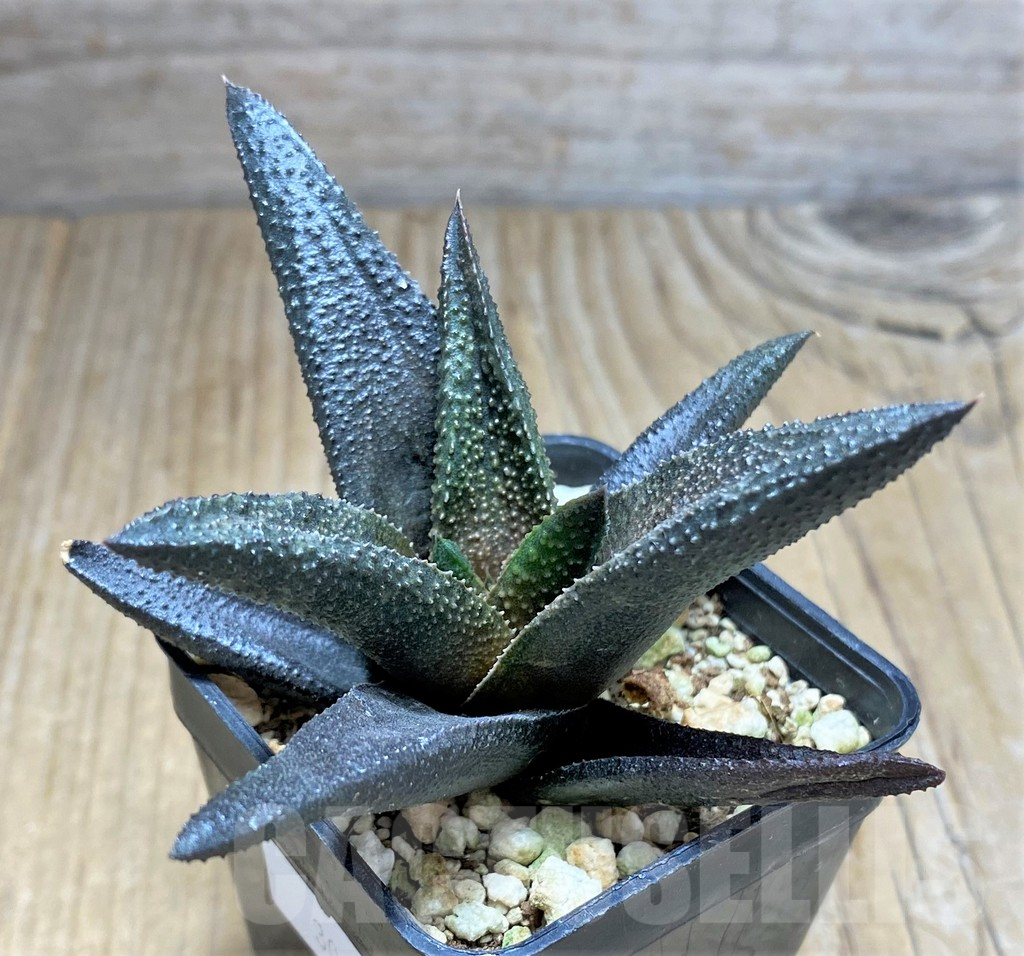 SHPR30843 Haworthia scabra x koelmaniorum