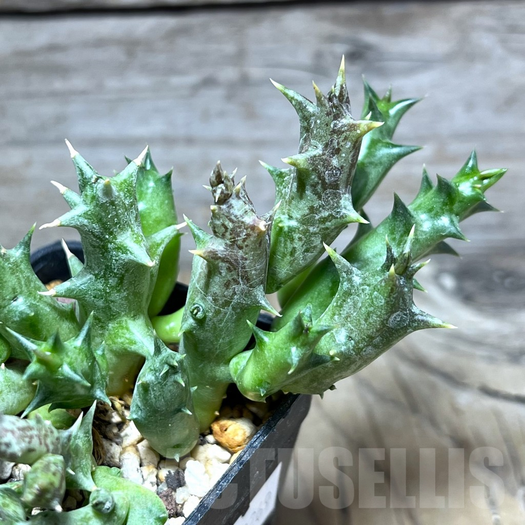 SHPR30269 Orbea dummeri - Image 3