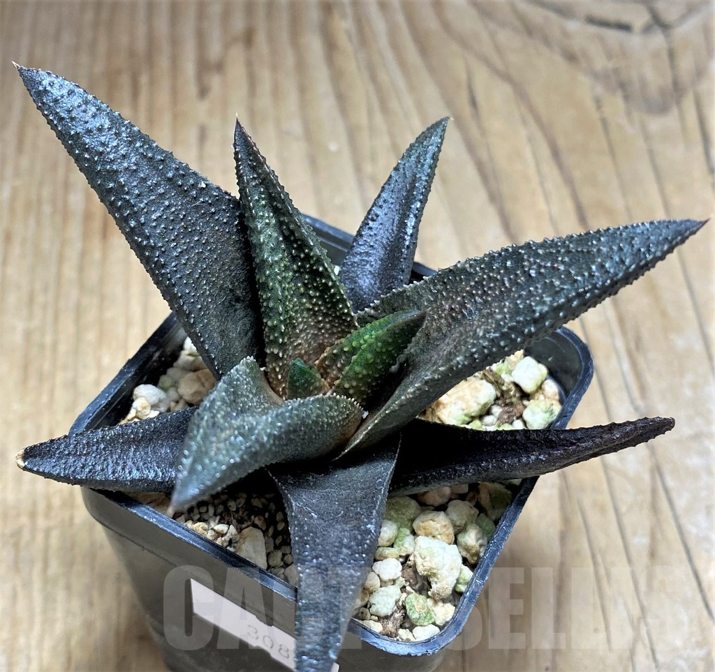 SHPR30843 Haworthia scabra x koelmaniorum - Image 3
