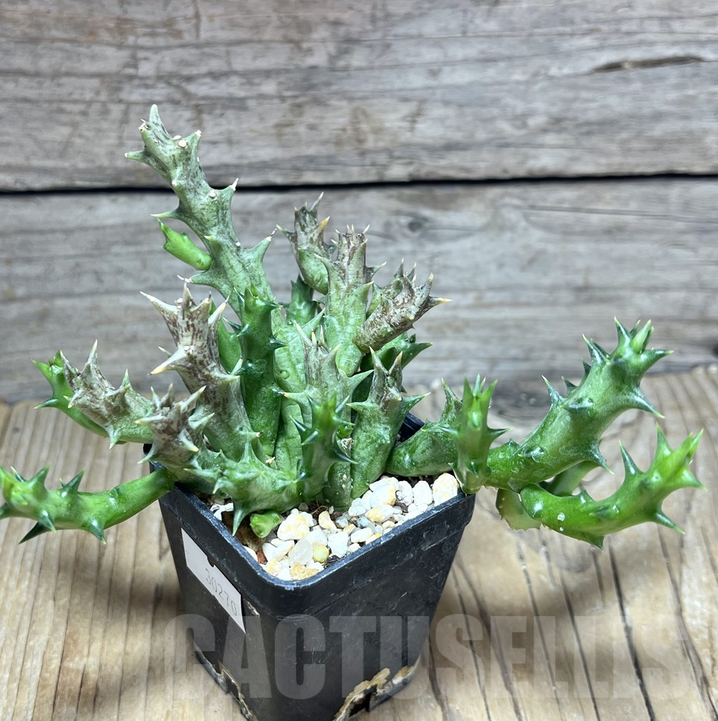 SHPR30270 Orbea dummeri - Image 2