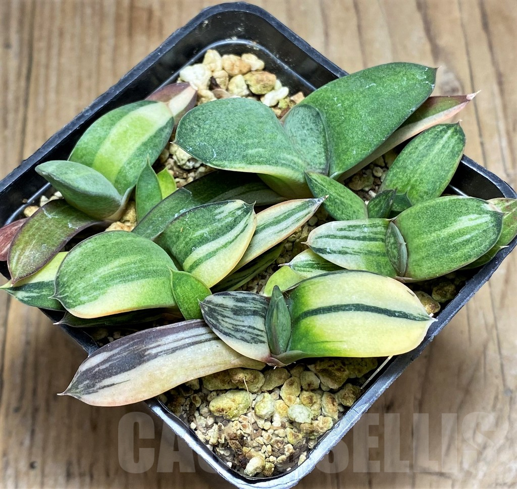 SHPR30844 Gasteria mix f. variegata