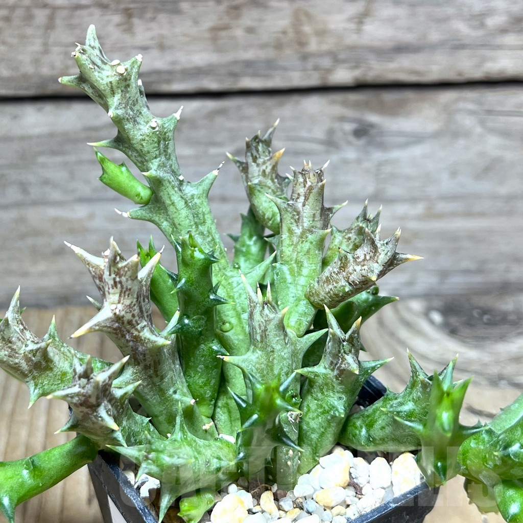 SHPR30270 Orbea dummeri - Image 3