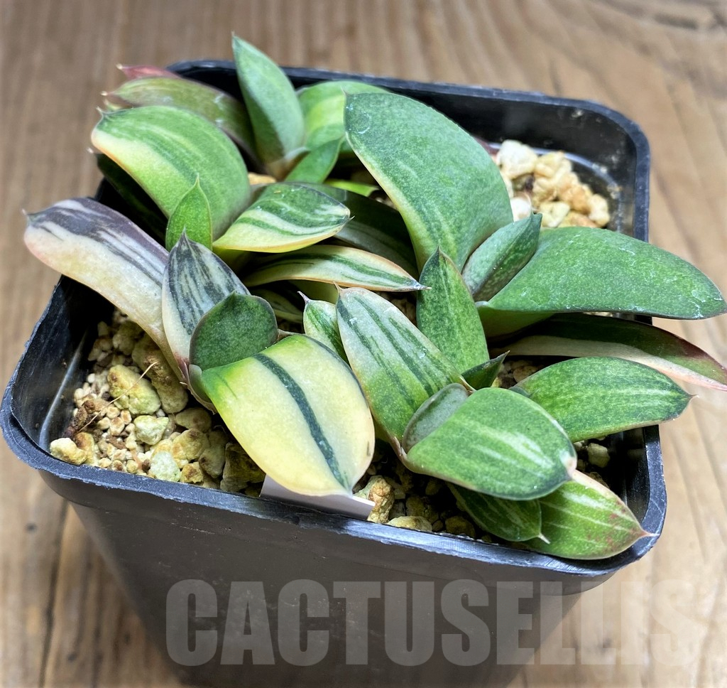SHPR30844 Gasteria mix f. variegata - Image 2