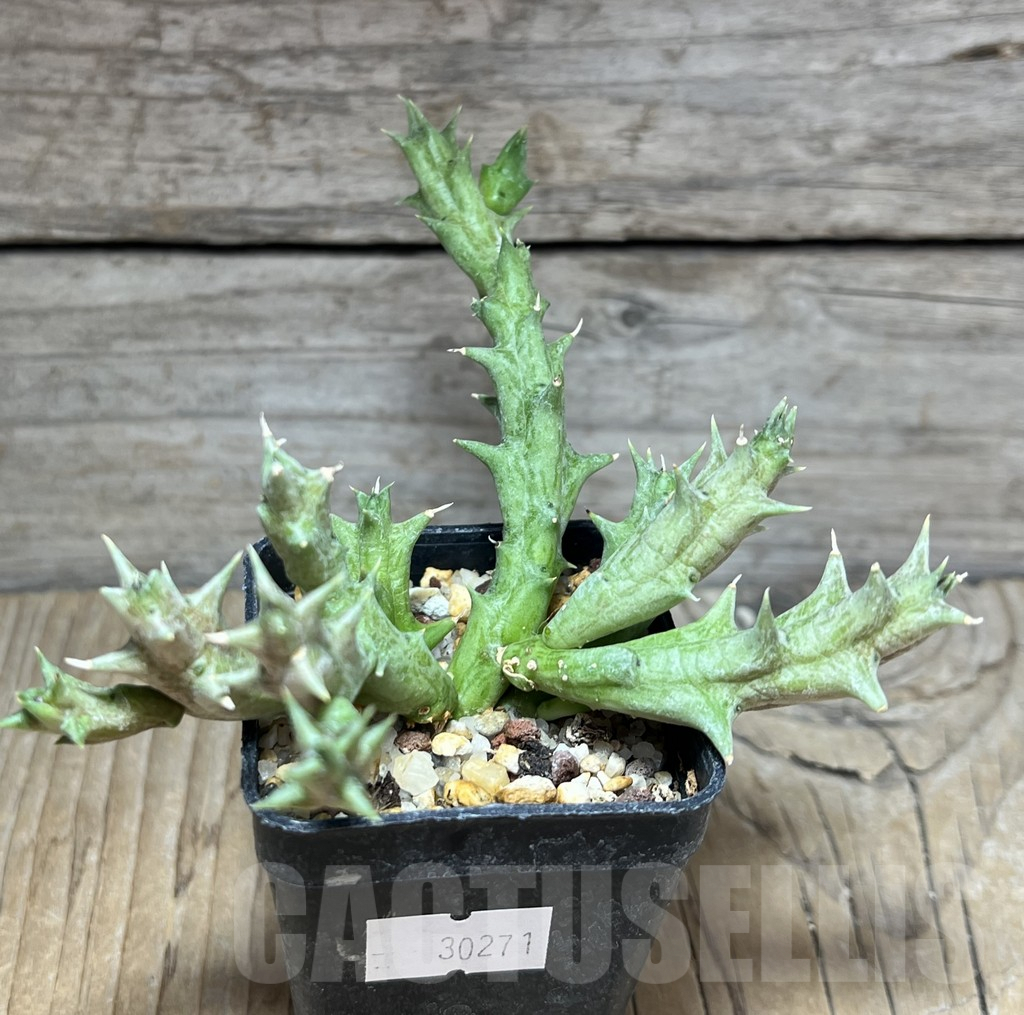 SHPR30271 Orbea dummeri - Image 2