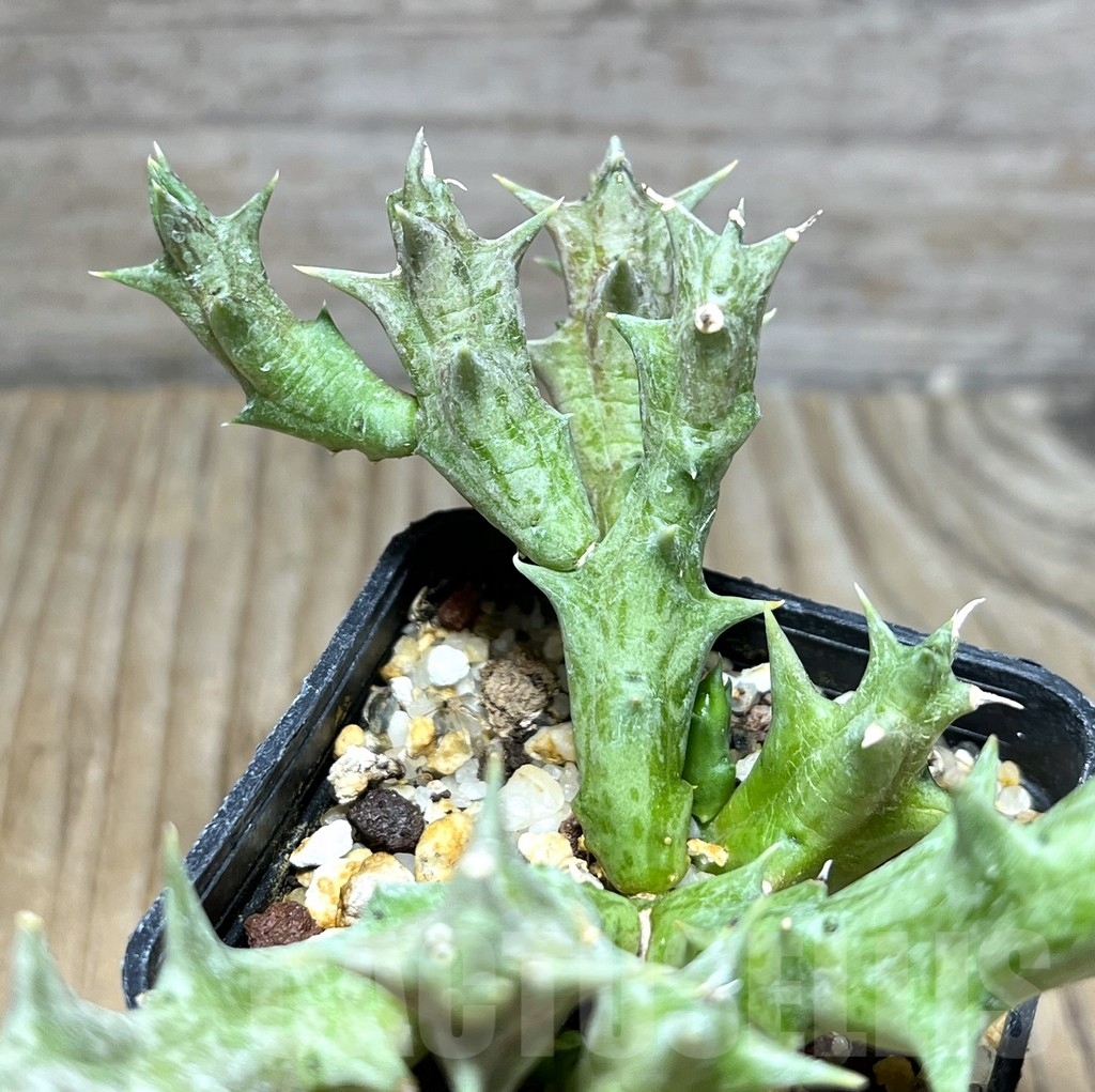 SHPR30271 Orbea dummeri - Image 3