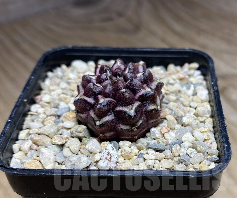 SHPR30846 Gymnocalycium mihanovichii ‘Day dream’, seedling - Зображення 2