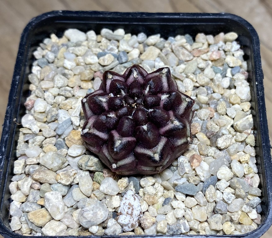 SHPR30846 Gymnocalycium mihanovichii ‘Day dream’, seedling