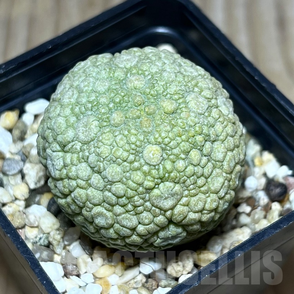 SHPR30272 Pseudolithos migiurtinus