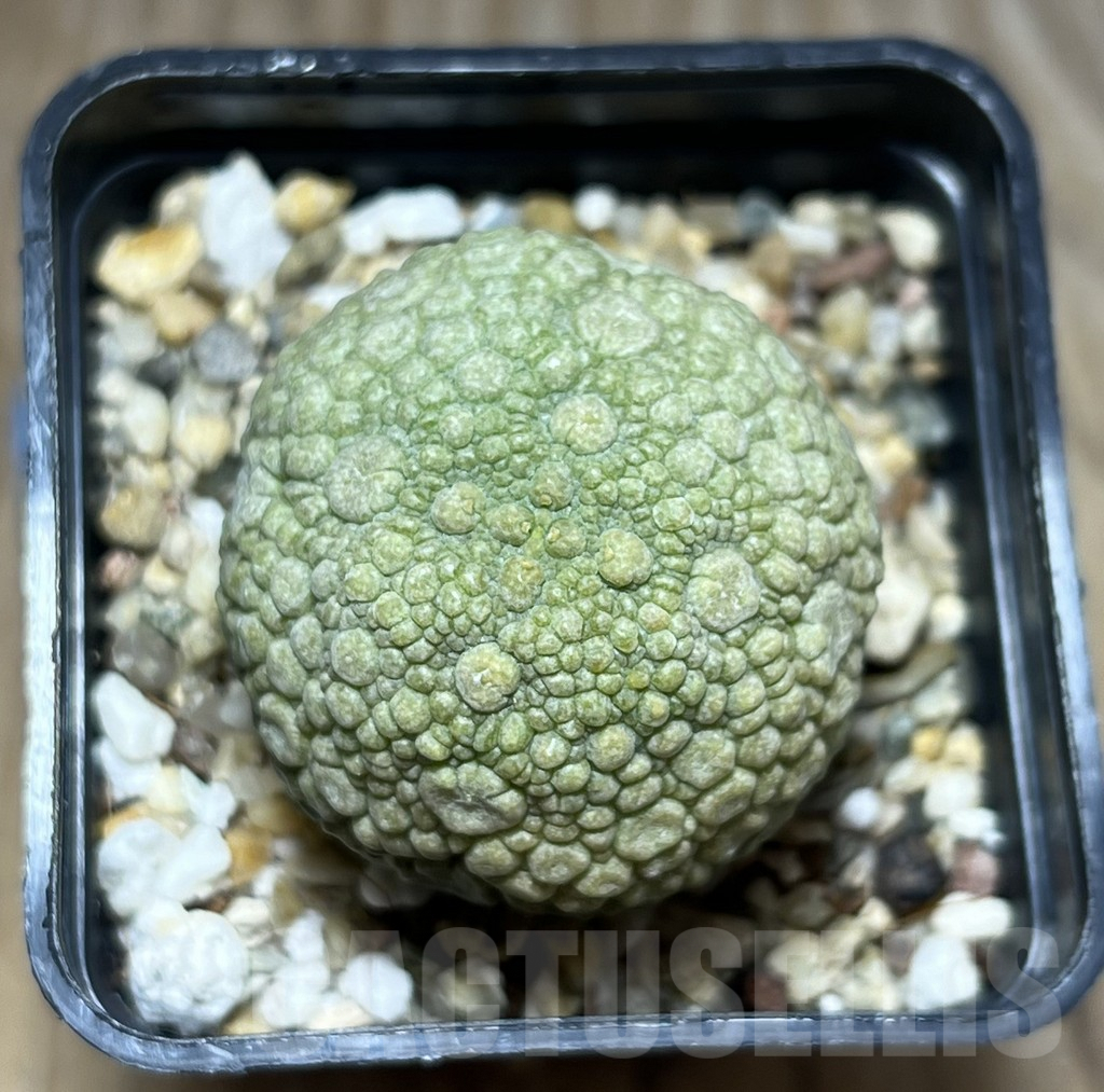 SHPR30272 Pseudolithos migiurtinus - immagine 2