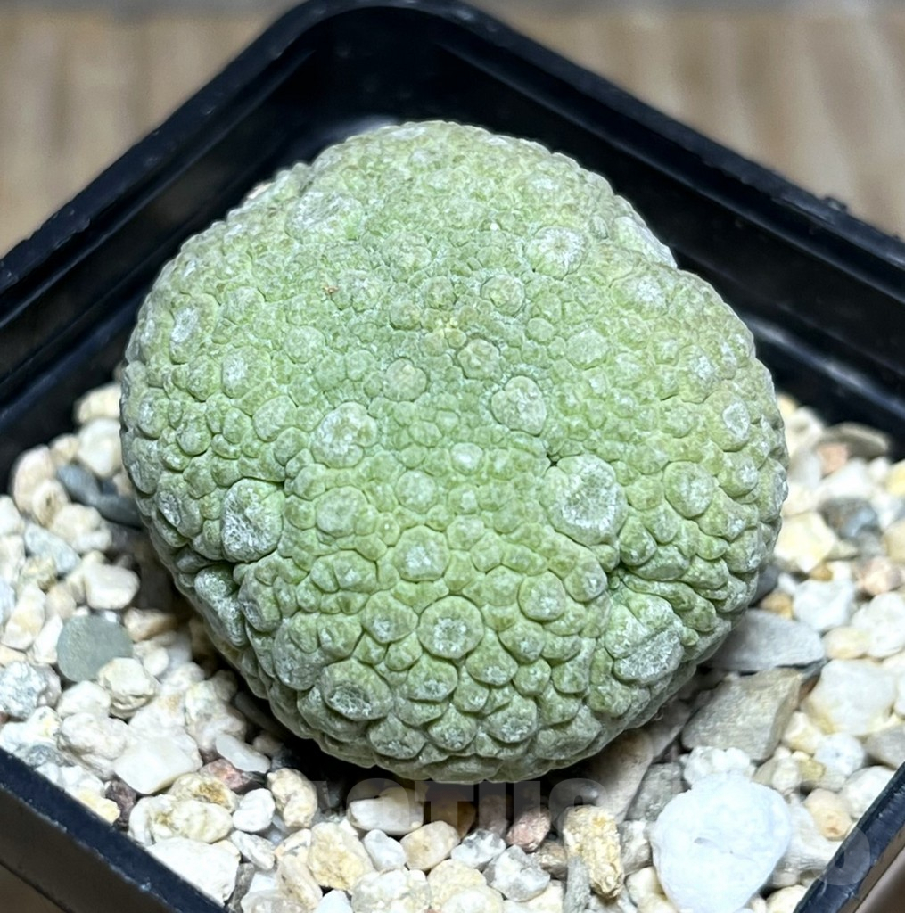 SHPR30273 Pseudolithos migiurtinus