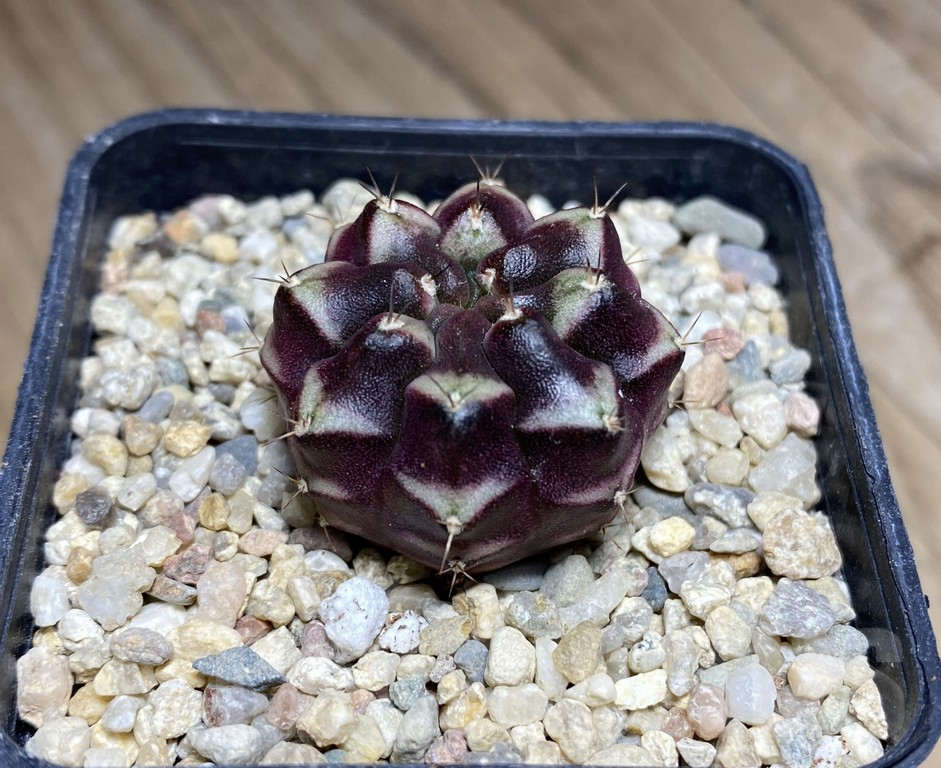 SHPR30848 Gymnocalycium mihanovichii ‘Day dream’, seedling - Obrázek 2