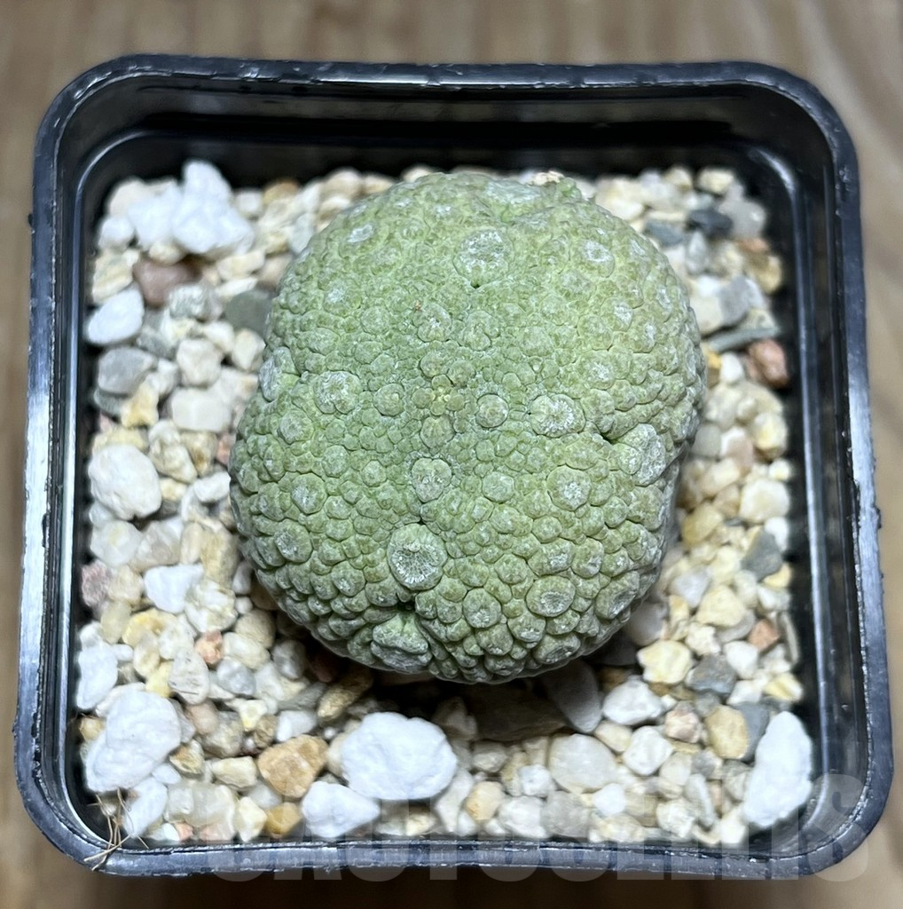 SHPR30273 Pseudolithos migiurtinus - immagine 2