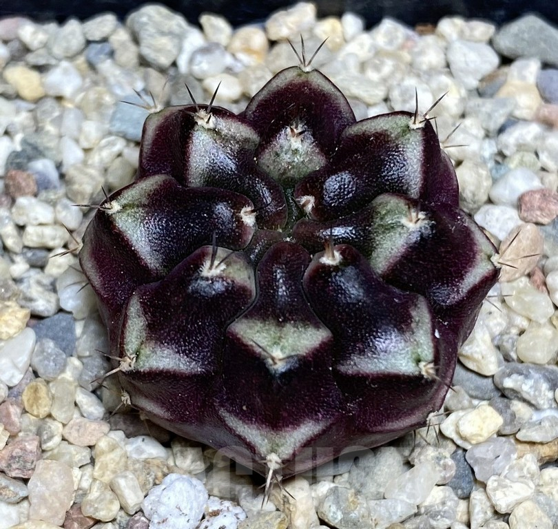 SHPR30848 Gymnocalycium mihanovichii ‘Day dream’, seedling