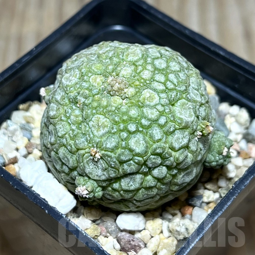SHPR30274 Pseudolithos migiurtinus