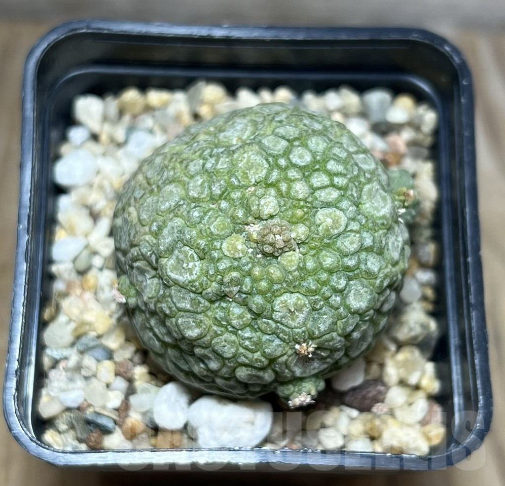 SHPR30274 Pseudolithos migiurtinus - immagine 2
