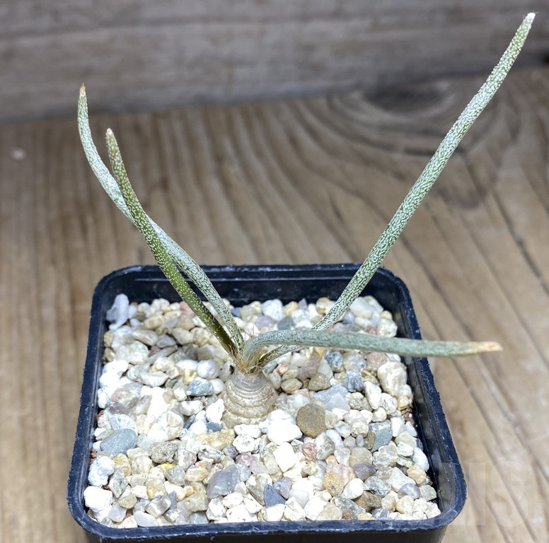 SHPR30850 Astrophytum caput-medusae own roots