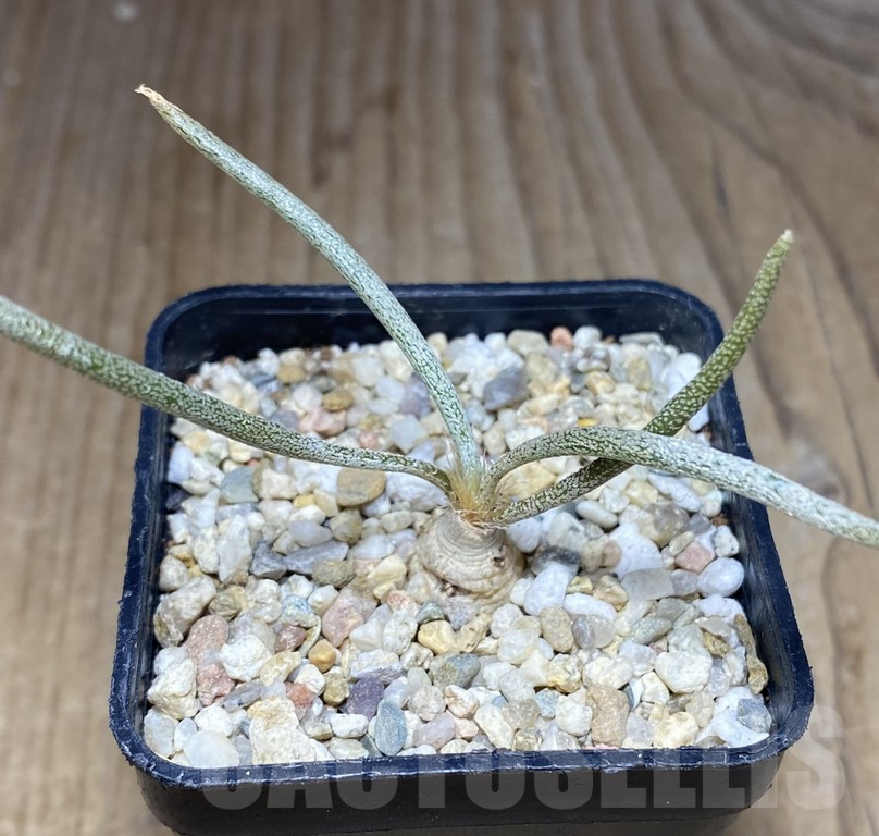 SHPR30850 Astrophytum caput-medusae own roots - Зображення 2