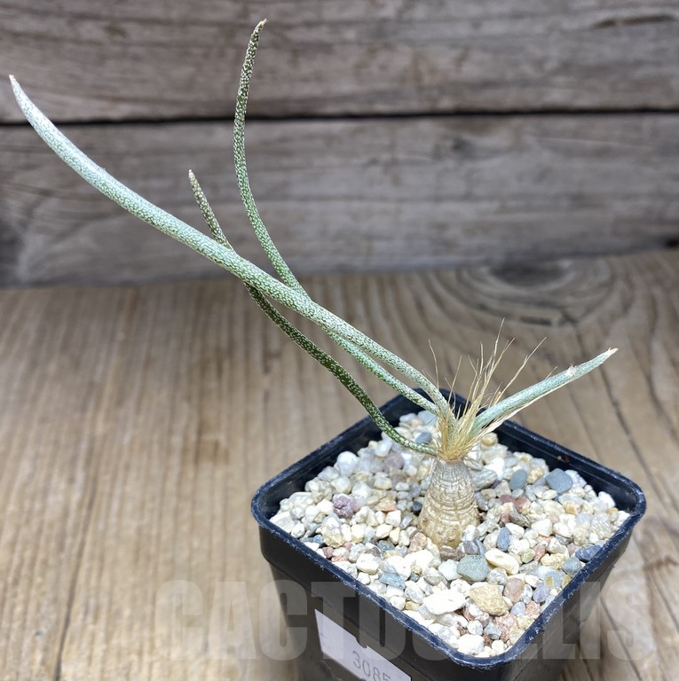 SHPR30851 Astrophytum caput-medusae own roots - Image 2