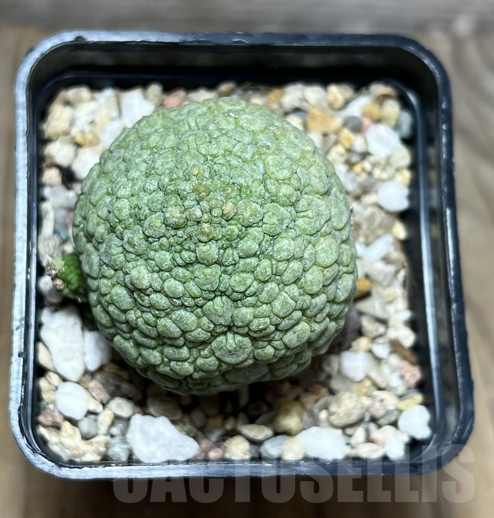 SHPR30275 Pseudolithos migiurtinus - Obrázek 2
