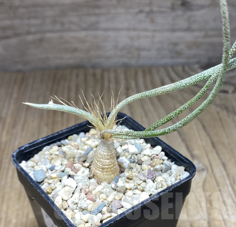 SHPR30851 Astrophytum caput-medusae own roots