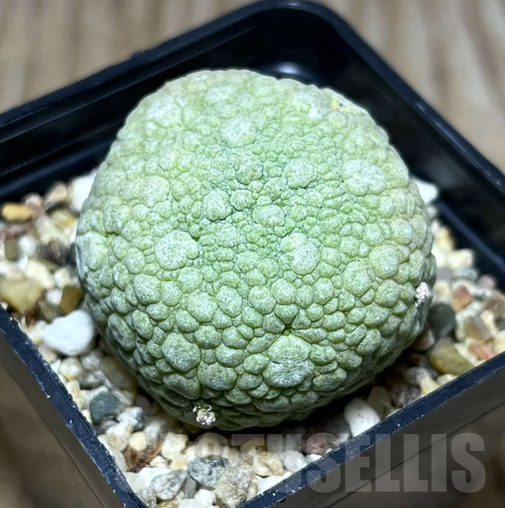 SHPR30276 Pseudolithos migiurtinus