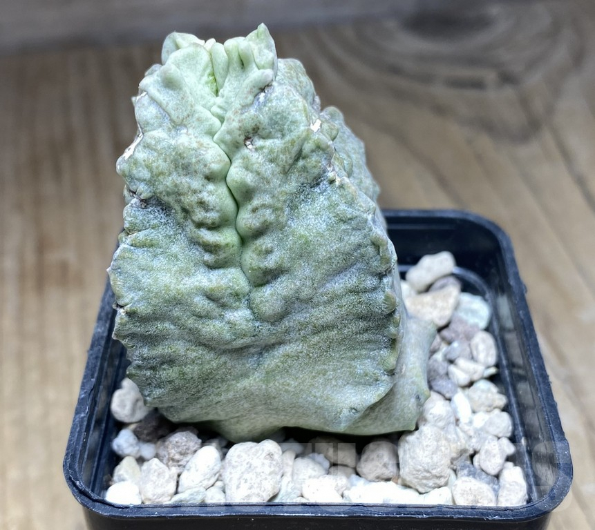 SHPR30852 Whitesloanea crassa