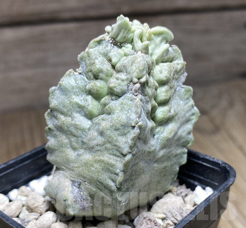 SHPR30852 Whitesloanea crassa - Зображення 2