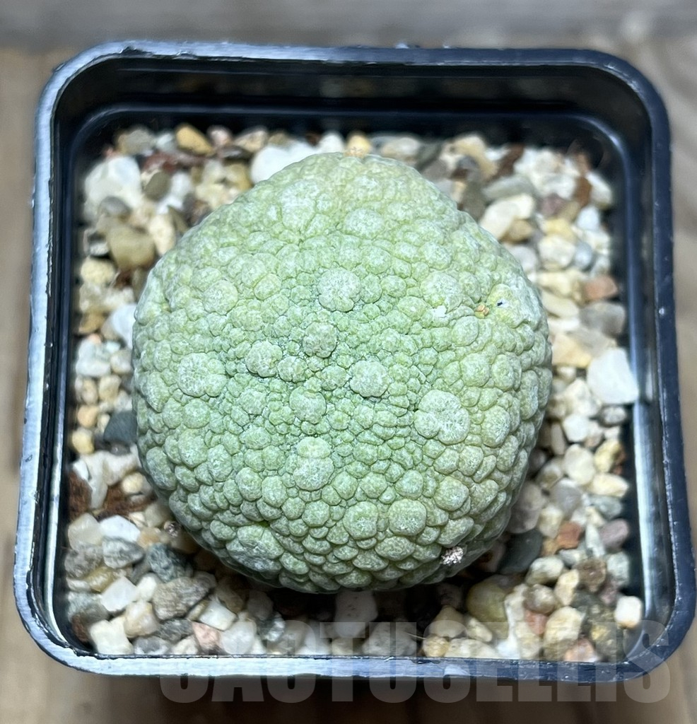 SHPR30276 Pseudolithos migiurtinus - Obrázek 2