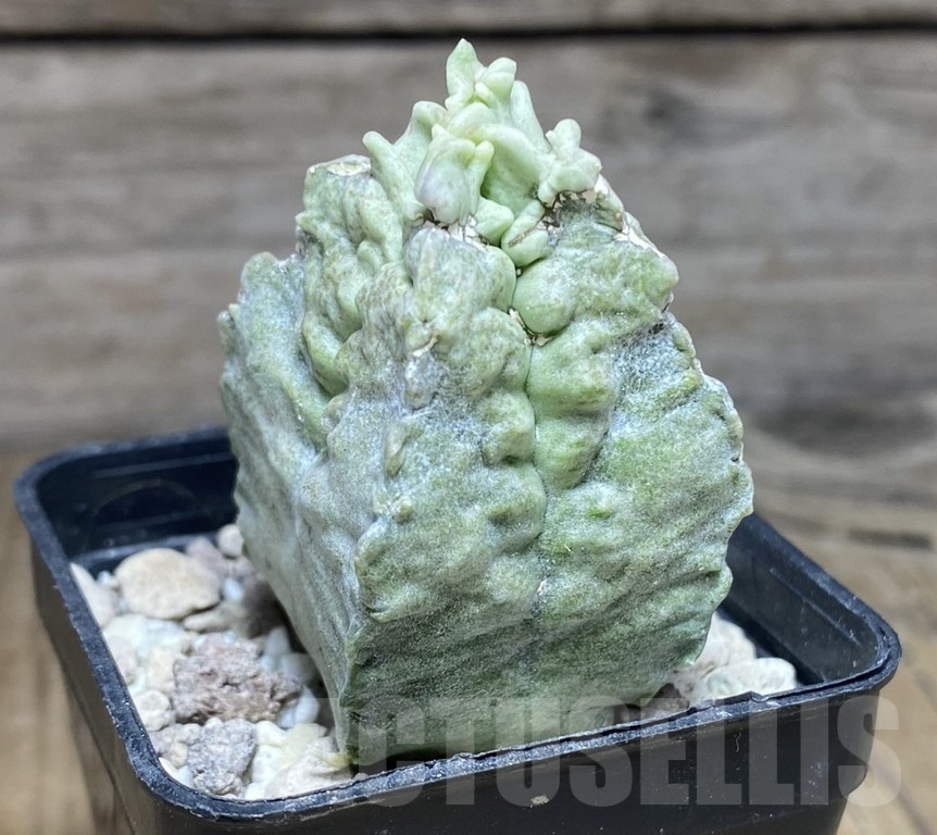 SHPR30852 Whitesloanea crassa - Зображення 3