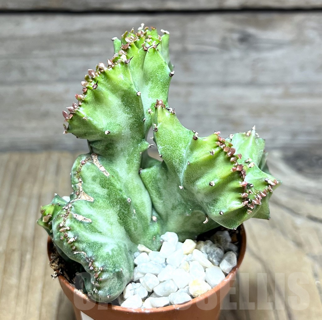 SHPR30277 Euphorbia lactea f. cristata