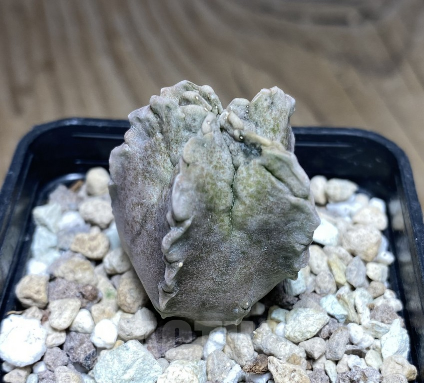 SHPR30853 Whitesloanea crassa