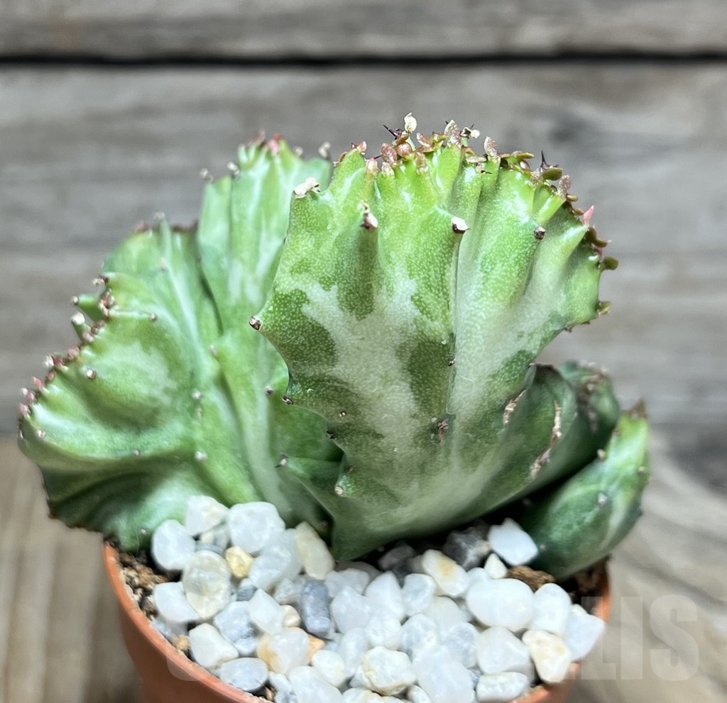 SHPR30277 Euphorbia lactea f. cristata - Obrázek 2