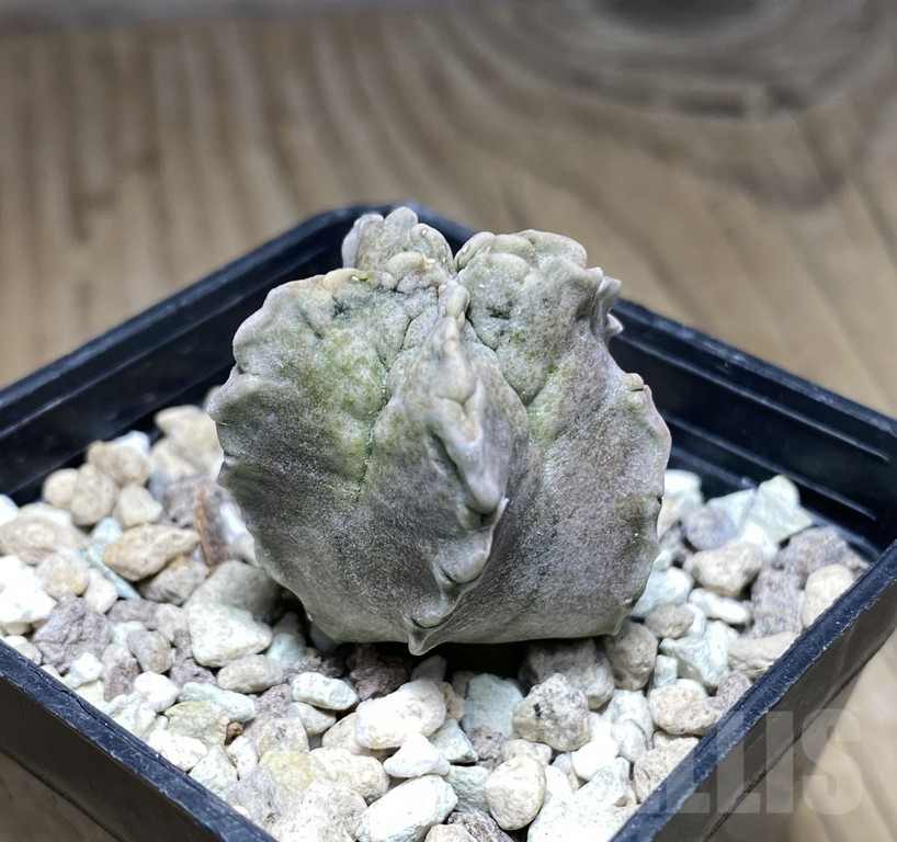 SHPR30853 Whitesloanea crassa - Image 2