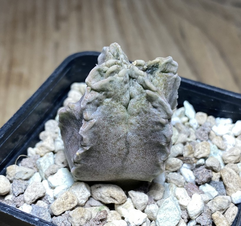 SHPR30853 Whitesloanea crassa - Image 3